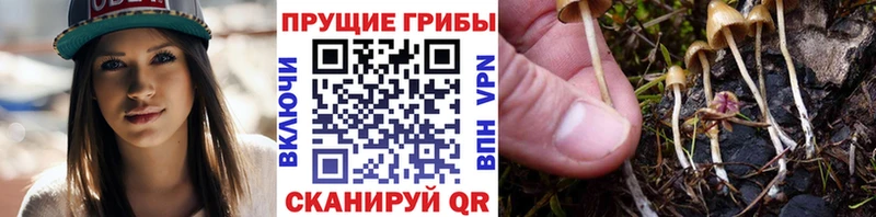 Галлюциногенные грибы Psilocybe  это официальный сайт  Кирово-Чепецк 